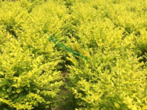 ��Ҷ�Ĺ�Ч���� ��Ҷ��С����ʯ��