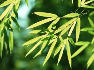 ���ū\�Ĺ�Ч���� ���ū\��Ƥ������