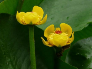 Ƽ���������Щ��Ч Ƽ����ӽ�Ƣθ��Ƣ��ʳ��