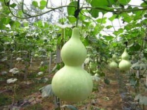 ��«����Щ��Ч ��«���������Ƚⶾ