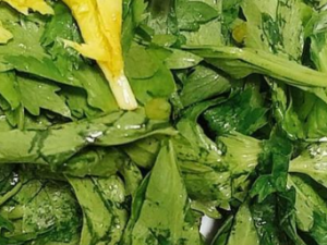 �۲�Ҷ������Щ��Ч �۲�Ҷ�ӿ�����Ч�Ŀ�˥��