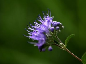 ݵ�Ĺ�Ч���� ݵ����·��Ⱦ