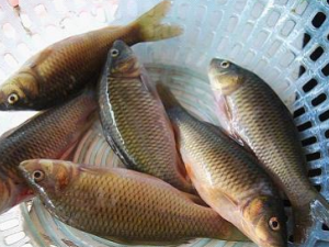 ����Ĺ�Ч���� ������й��