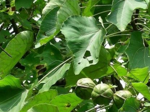 ��ͩ�ӵĹ�Ч���� ��ͩ�������������˽ŵ�