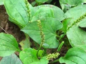 ���Ͳ�����Щ��Ч ���Ͳ��ο���̵Ѫ���г���