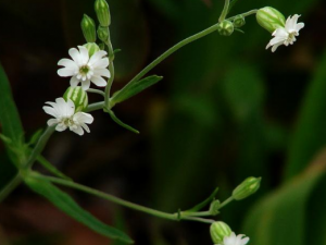 ӲҶŮ¦�˵Ĺ�Ч���� ӲҶŮ¦�˳�ʪ�������ʺ���ʹ