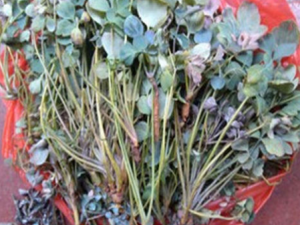 Ӳˮ�����Ĺ�Ч Ӳˮ������С������ϲ�����