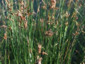 ӲƮ���ݵĹ�Ч���� ӲƮ����������ͷ��