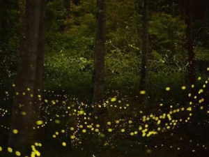 ө������Щ��Ч ө�������˸���