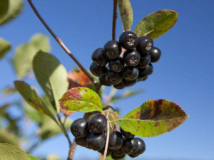 ӣĹЧ ӣƢֹйк