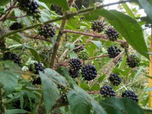 ӥ���˵Ĺ�Ч���� ӥ����ɢ�������ε�������