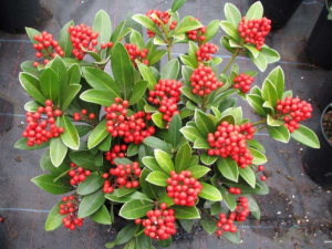 ����Ĺ�Ч���� �����η������ͳɽ���