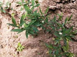 �������Ĺ�Ч���� ����������з���