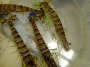 ��ˮϺ�ͺ�Ϻ�ĸ�Ӫ����ֵ���� ������������