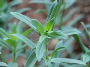 ������Ĺ�Ч���� �������������