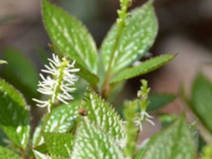 ���߲�����Щ���� ���߲��ε�������