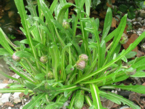 ���ײݵĹ�Ч���� ���ײ����Ƚⶾ�θ�ð���յ�֢