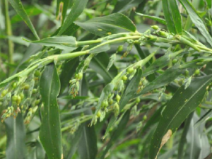 ޲��Ҷ����Щ��Ч ޲��Ҷ��ůθ����Ѫ