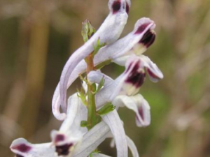 ��Ҷ�����Ĺ�Ч���� ��Ҷ��������к�������ڻ����Ը���