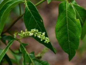 ��ľ���Ĺ�Ч���� ��ľ��ͨ���ؽ��η�ʪ��ʹ