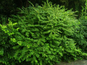 һҶݶ����Щ��Ч һҶݶ�η�ʪ��ʹ