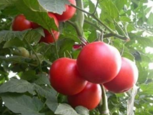 ���������������˥�� ���������յķ���