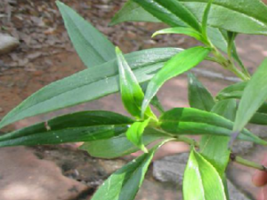 һ����Ĺ�Ч���� һ�����������׶�