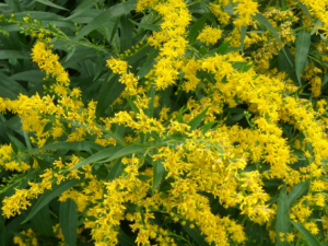 һ֦�ƻ��Ĺ�Ч���� һ֦�ƻ��������˳�Ѫ