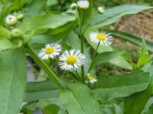 һ����Ĺ�Ч���� һ�������Ƚⶾ����������