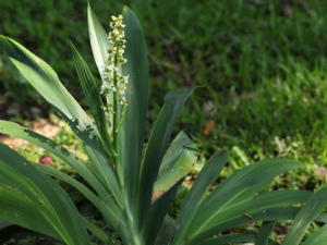 һƤ������Щ��Ч һƤ���ڷ�������