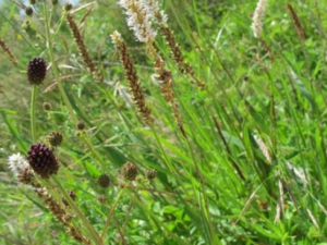 һƥ������Щ��Ч һƥ���ο�����Ѫ