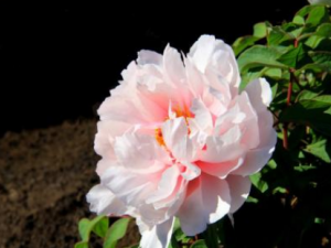 ����4�ֻ������ݻ��� �Ȼ������β����ʻ��Ƽ�