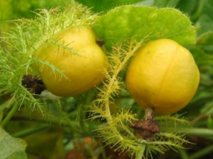 �������ĳ���ͷ�ʽ ��������