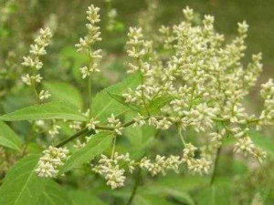 һζҩ�Ĺ�Ч���� һζҩ��С��ʳ������