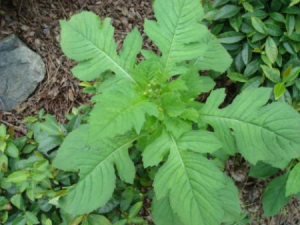 Ұ����Ĺ�Ч���� Ұ�����β�������