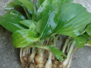 ɽ�͵�ʳ�ù�Ч ɽ�Ϳ�θ��ʳ����ֹʹ