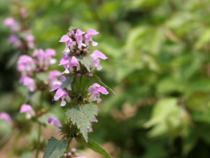 Ұ֥������Щ��Ч Ұ֥����С������