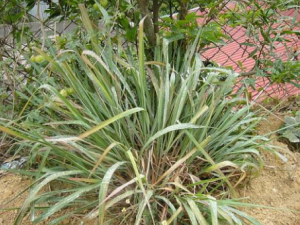 Ұ��é�Ĺ�Ч���� Ұ��é����������������