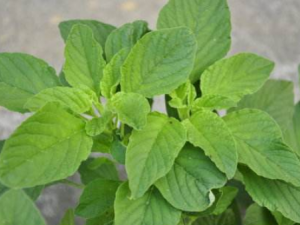 Ұ�Ȳ˵Ĺ�Ч���� Ұ�Ȳ��ζ���ҧ��