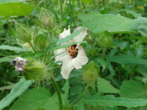 Ұ������Ĺ�Ч���� Ұ�������η��ȿ���