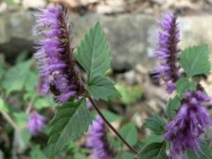 Ұ��������Щ���� Ұ����ɢ��ⶾ��ʱ������