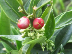 Ұ�Ȼ����Ĺ�Ч Ұ�Ȼ�����ͷ���ļ�