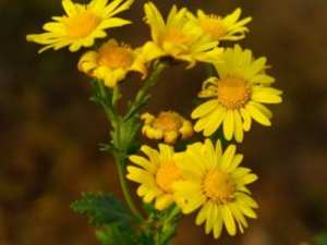 Ұ�յĹ�Ч���� Ұ��������ʪ��