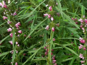 ��ĸ��Ҳ�����ݹ�Ч �ڷ���ĸ������ȸ�ߺڰ�