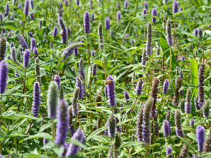 Ұ޽��Ĺ�Ч���� Ұ޽���θ�ð�纮