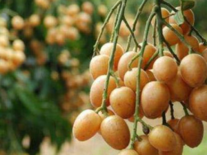 Ұ��Ƥ�Ĺ�Ч���� Ұ��Ƥ�θ�ð����