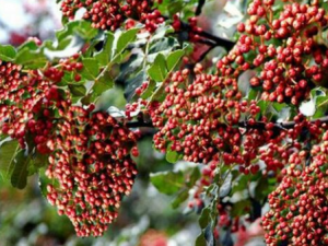 Ұ�����Ĺ�Ч���� Ұ��������ɢ����θ����ʹ