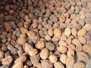 Ұ�����ʵĹ�Ч���� Ұ���������麮����