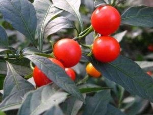 Ұ��������Щ��Ч Ұ�����η�ʪ���