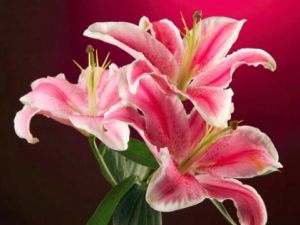 ����԰ٺ�ע������ ����԰ٺϵĺô�